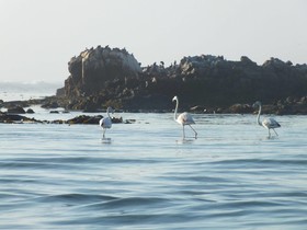 Voetbaai Chalets