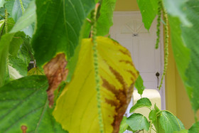 Merrils Beach Resort lll