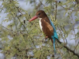 Koshi Tappu Wildlife Camp